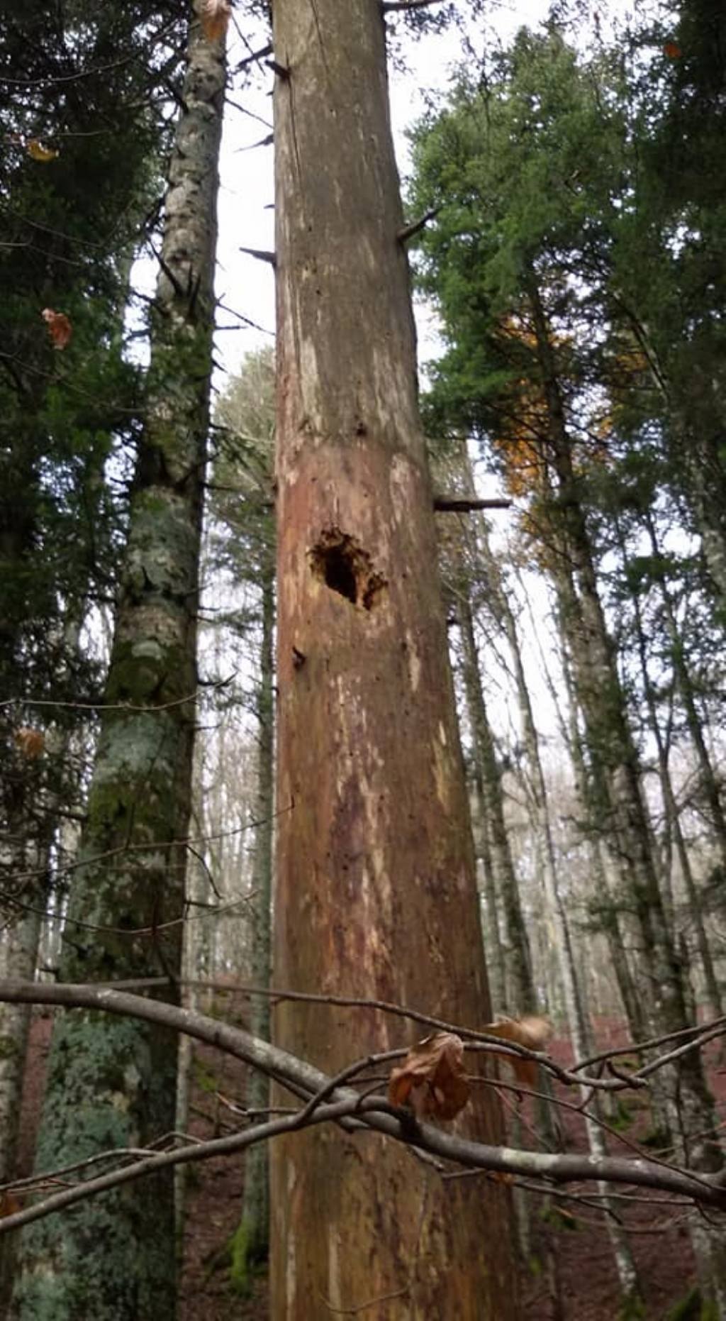 nido di picchio ? No,...o non pi� !